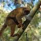 A female blue-eyed black lemur.